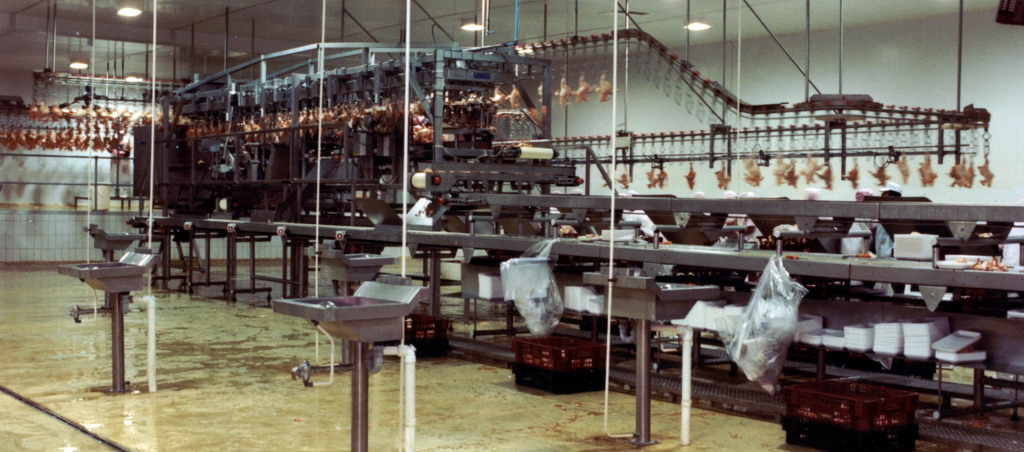 Poultry Industry Conveyors